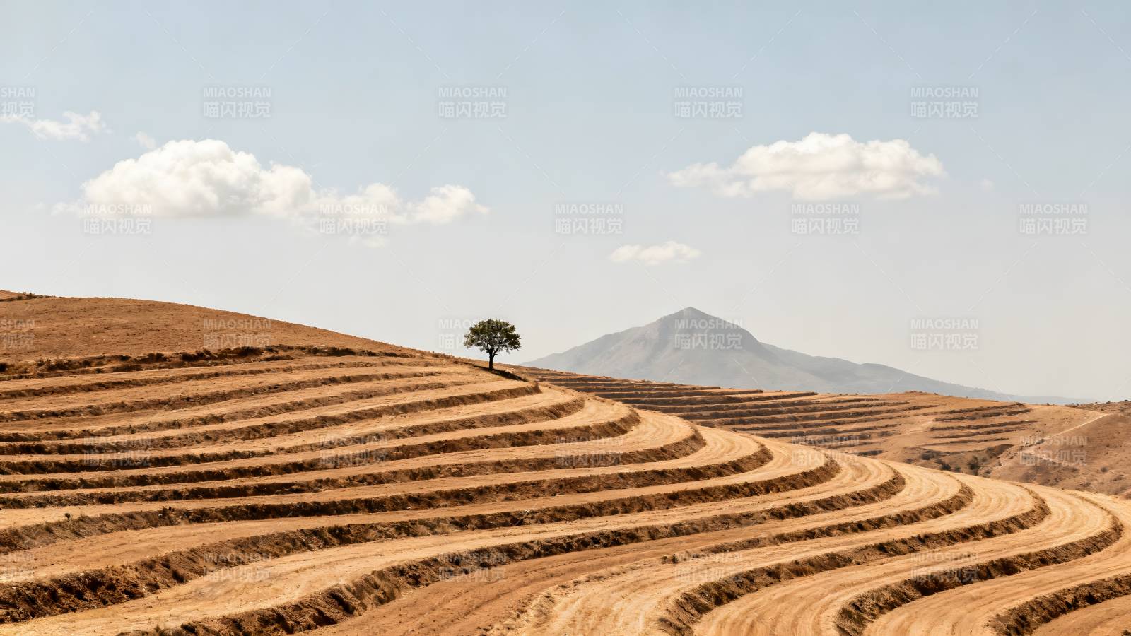 梯田孤树远山图片