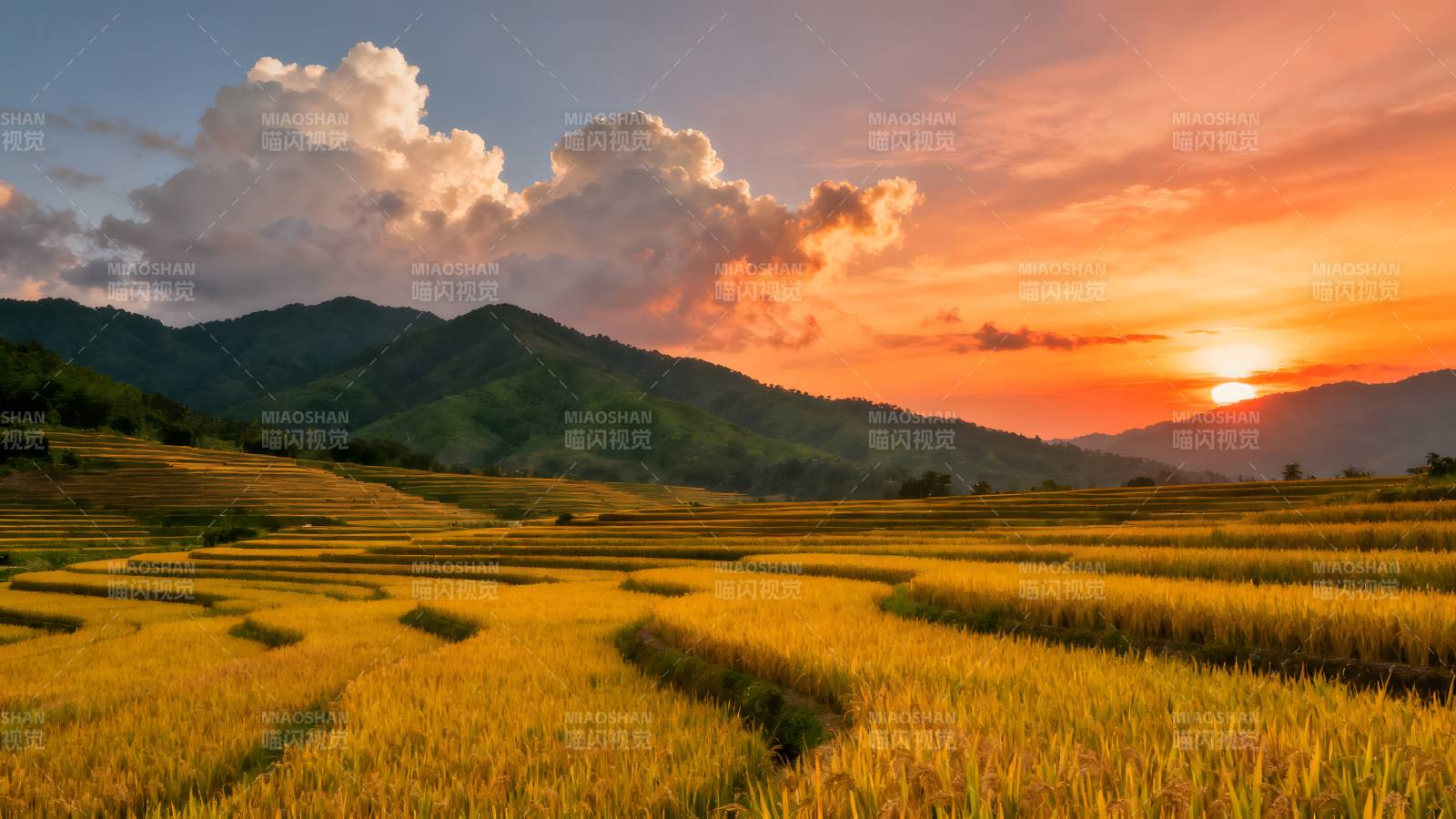 夕阳下的金色稻田图片