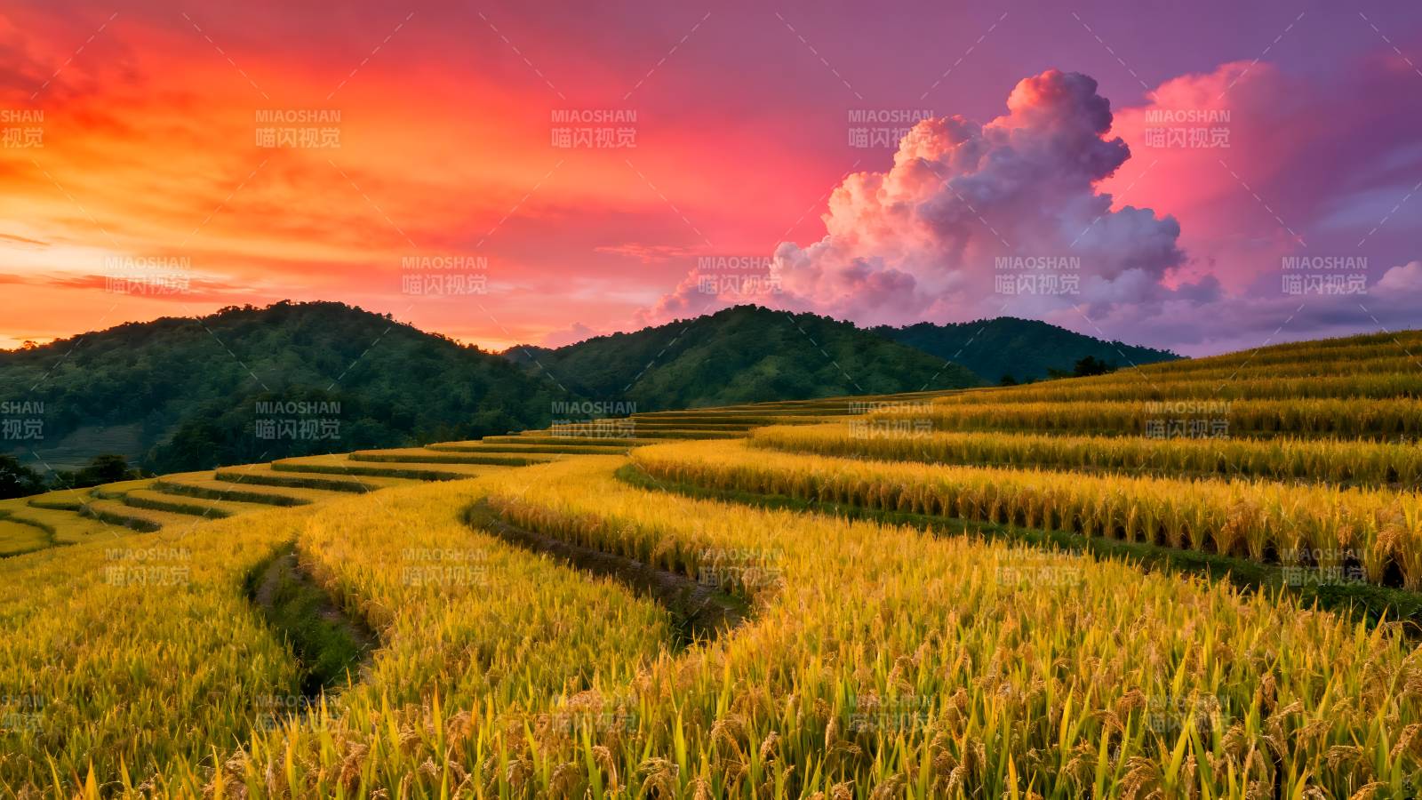 梯田日落美景图片