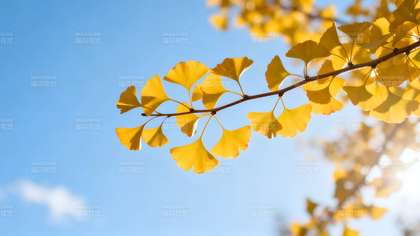 秋叶金黄映蓝天图片