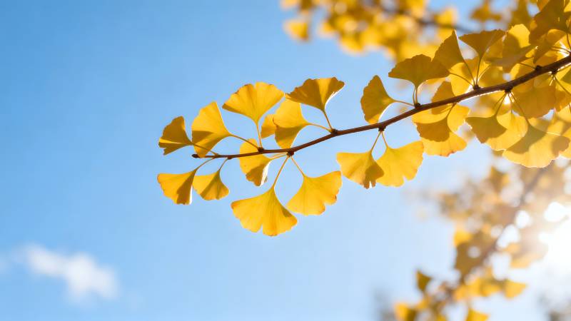 秋叶金黄映蓝天图片