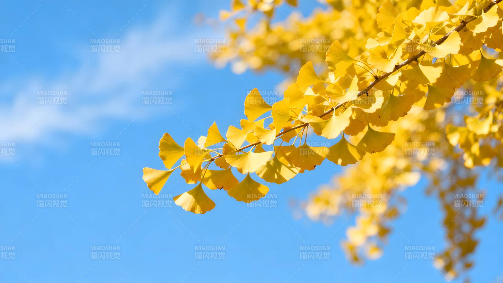 秋叶金黄映蓝天图片