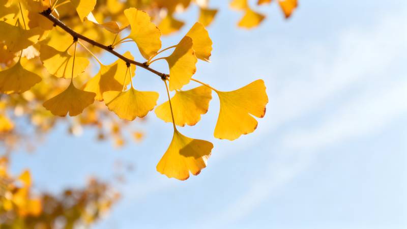 秋日银杏叶图片