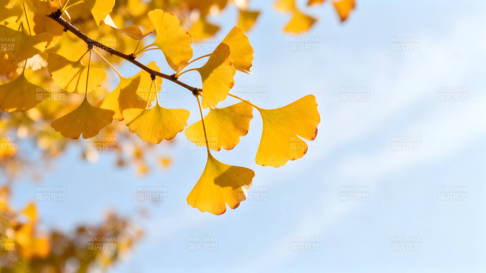 秋日银杏叶图片