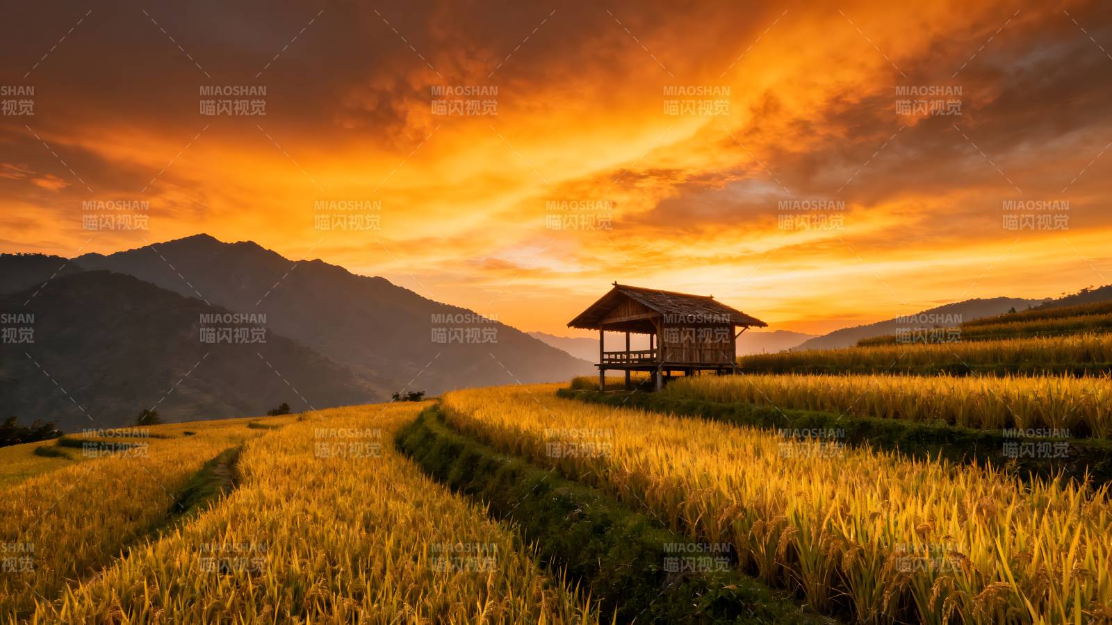 夕阳下的稻田小屋图片