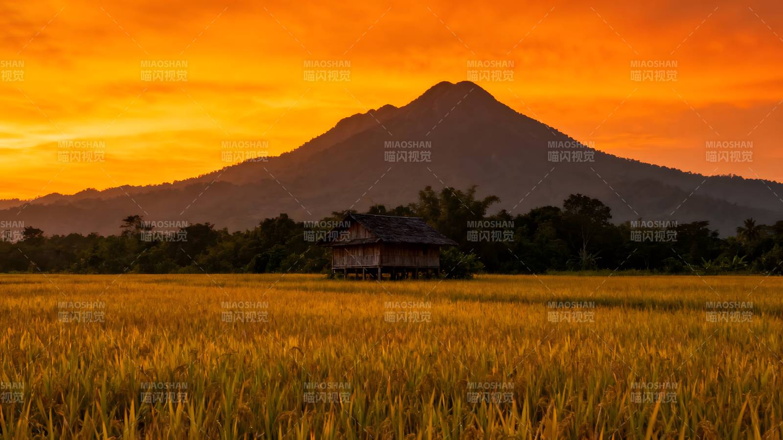夕阳下的稻田与山峦图片