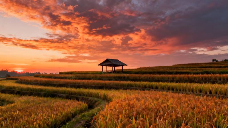 稻田日落美景图片