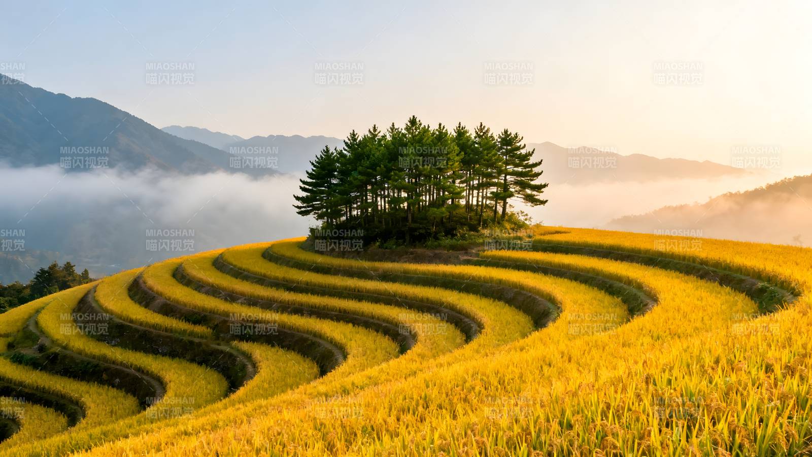 梯田晨曦图片