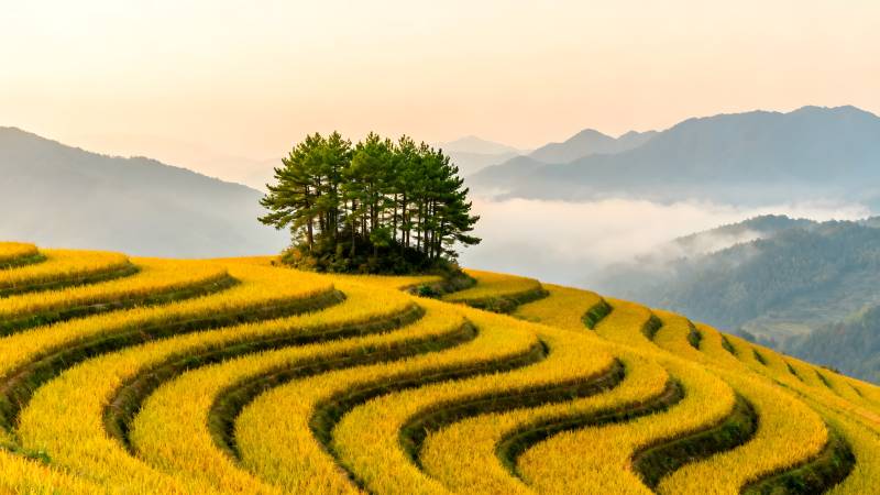 梯田晨雾山景图片