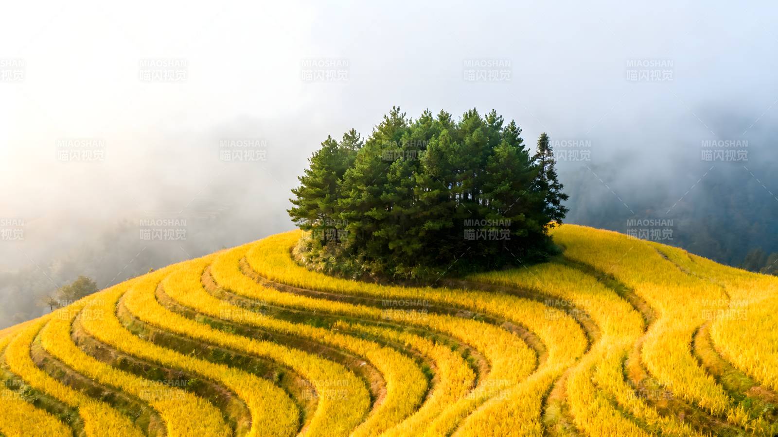 梯田晨雾 金黄如画图片