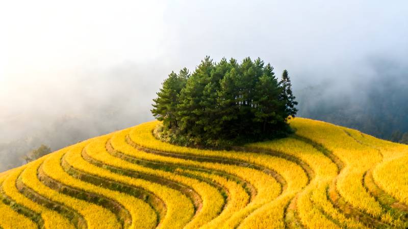 梯田晨雾 金黄如画图片