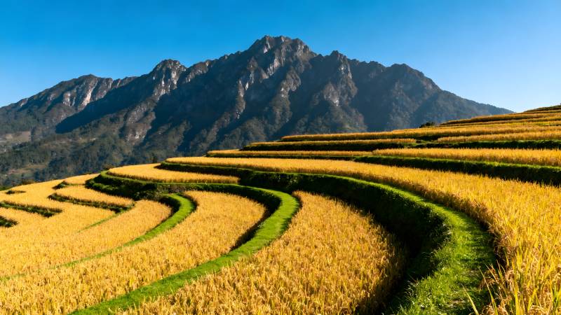 梯田金秋山景图片