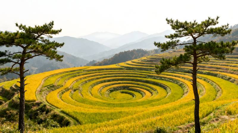 梯田金黄如画图片