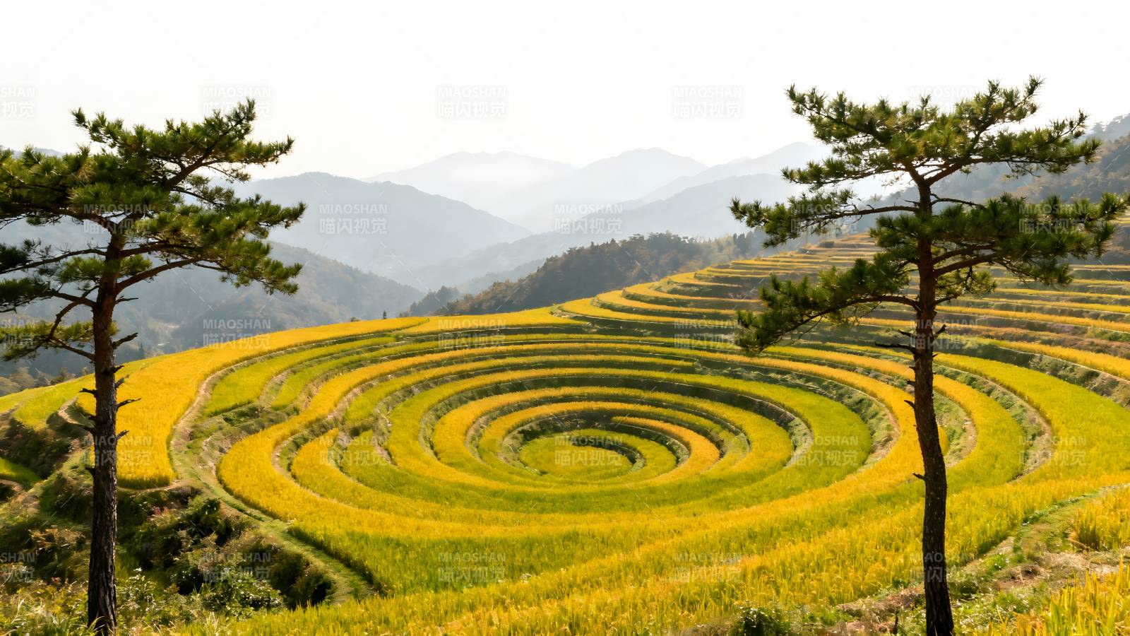 梯田金黄如画图片