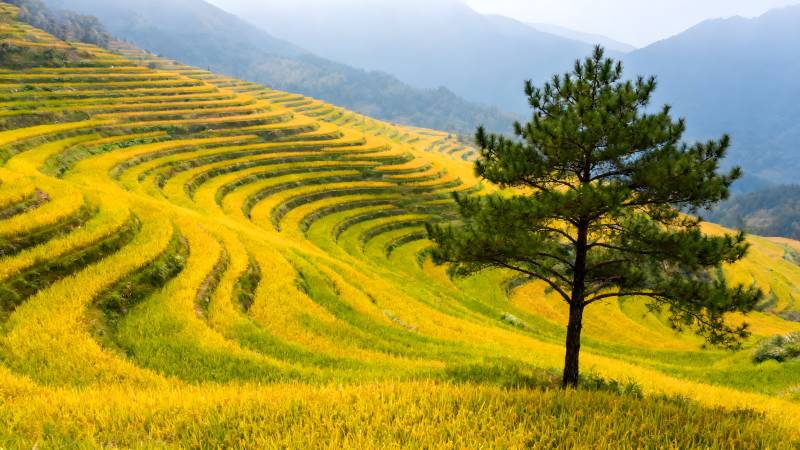 梯田金黄映松影图片