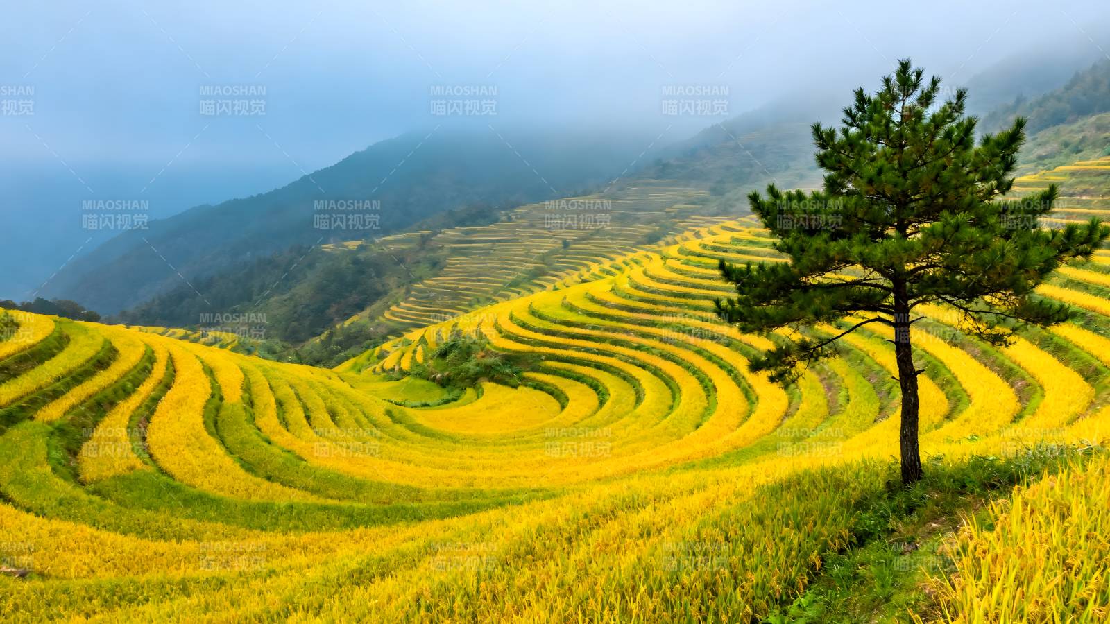 梯田金浪映山青图片
