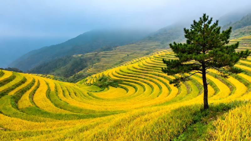 梯田金浪映山青图片