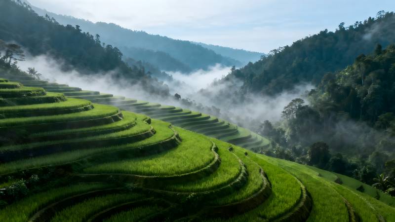 梯田晨雾图片