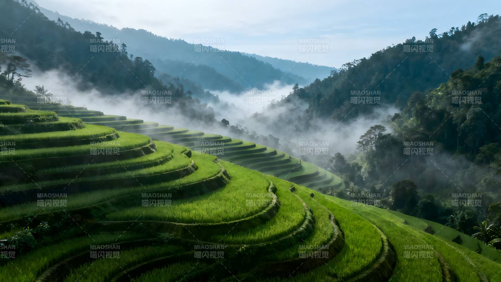 梯田晨雾图片