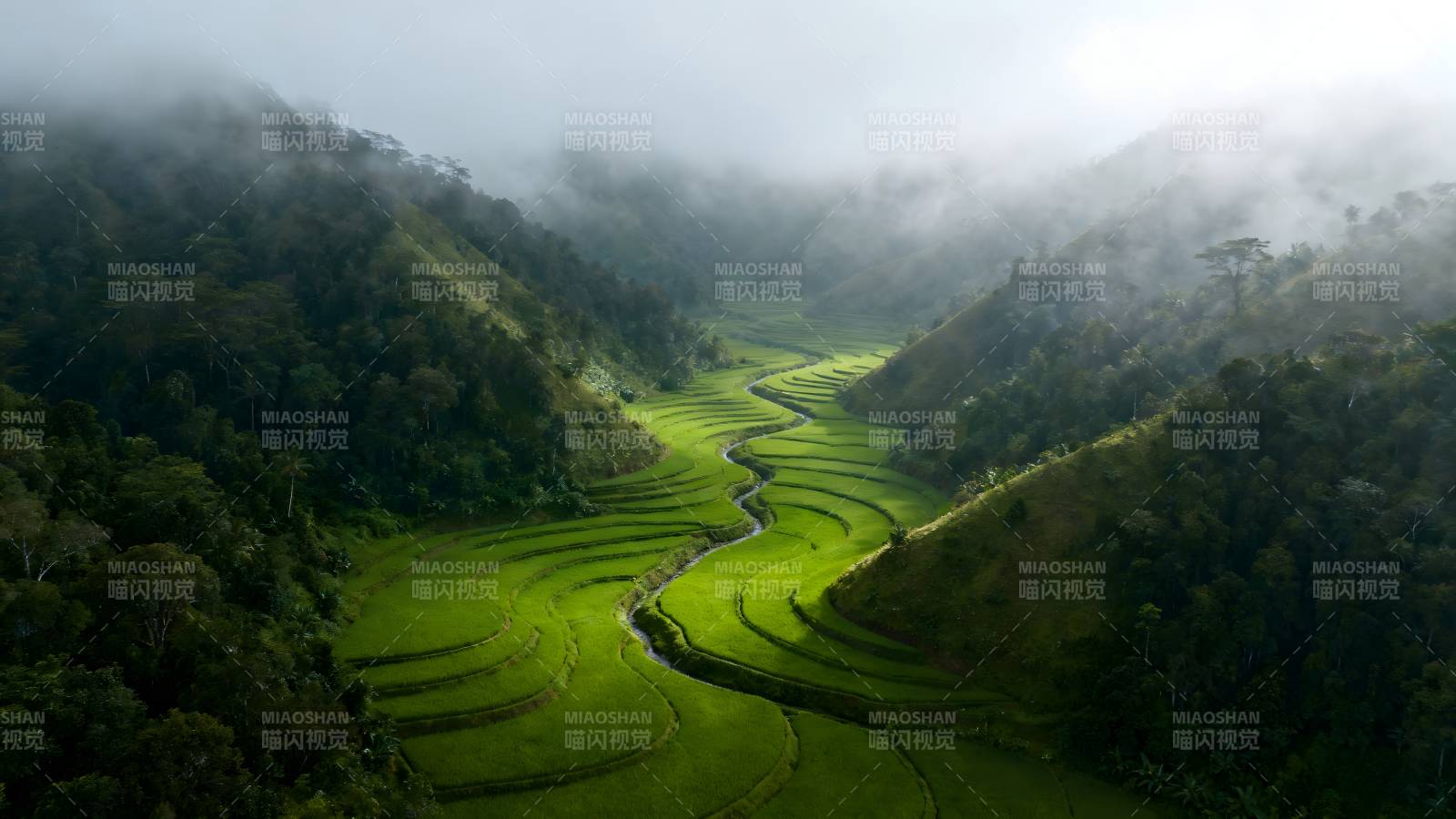 云雾缭绕的梯田图片