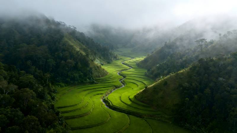 云雾缭绕的梯田图片