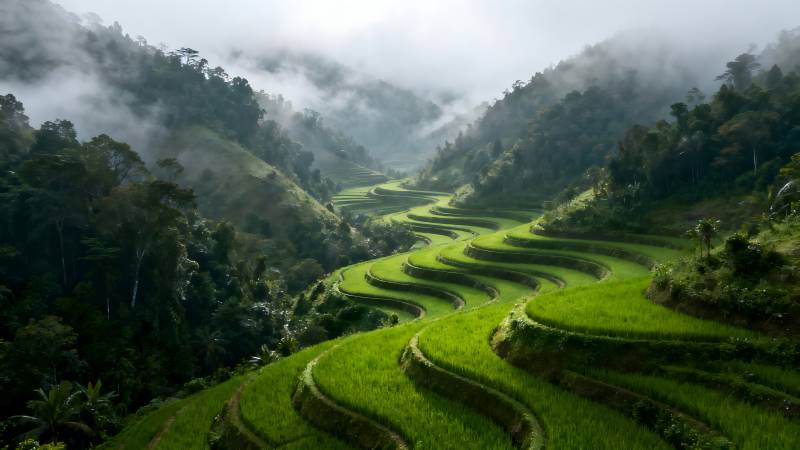 梯田云雾缭绕图片