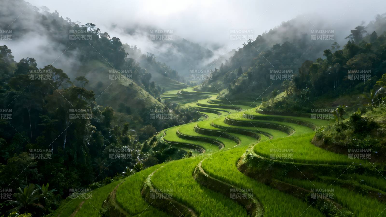 梯田云雾缭绕图片