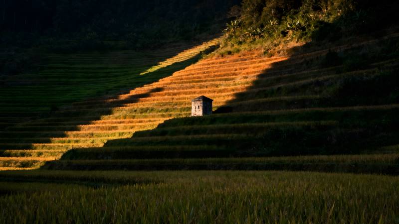 梯田晨光中的小屋图片
