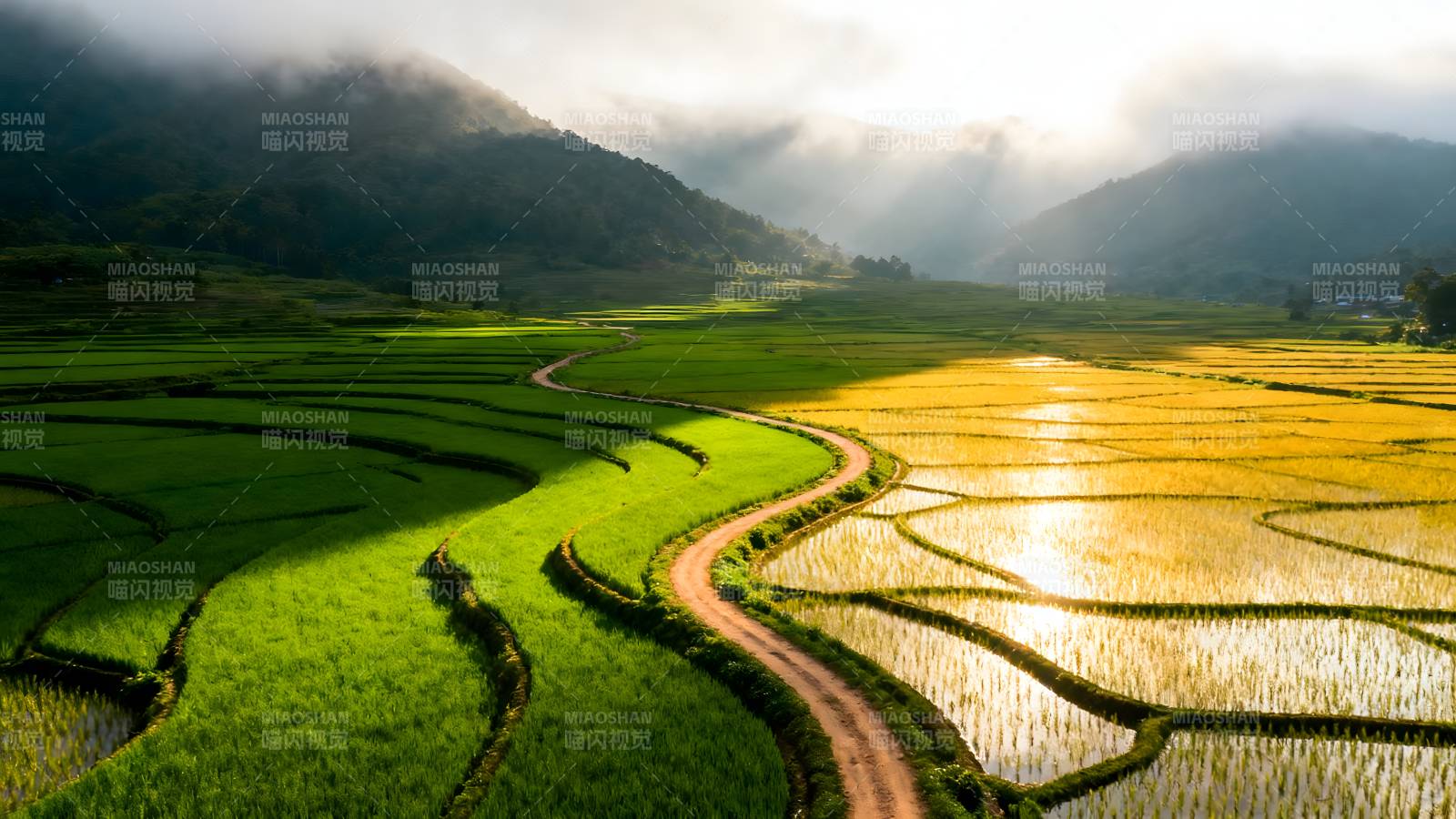 梯田晨光图片