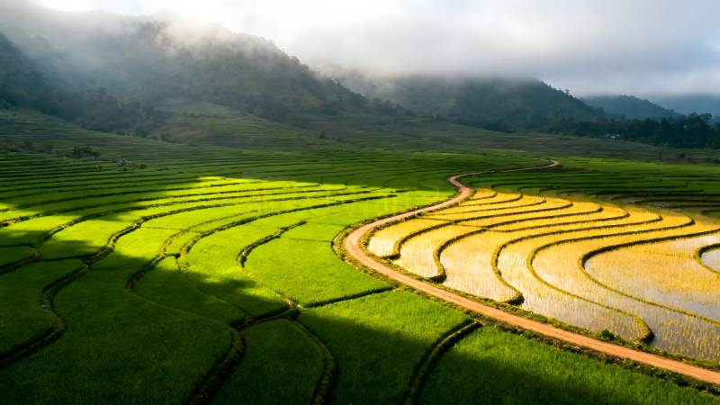 梯田晨雾图片