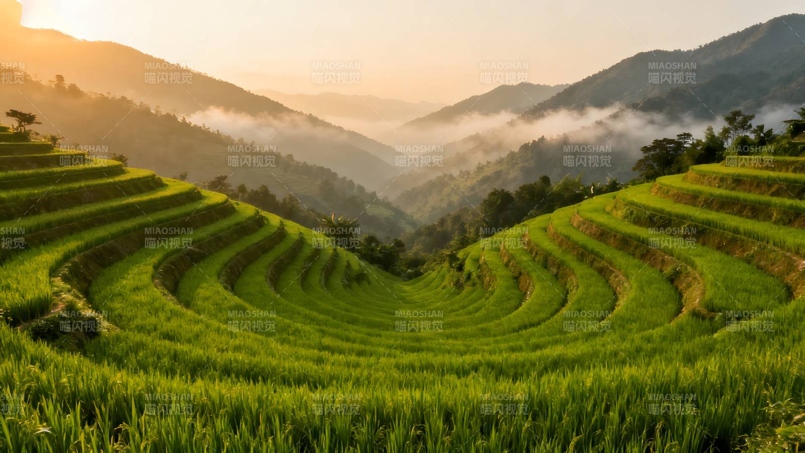 梯田晨曦图片