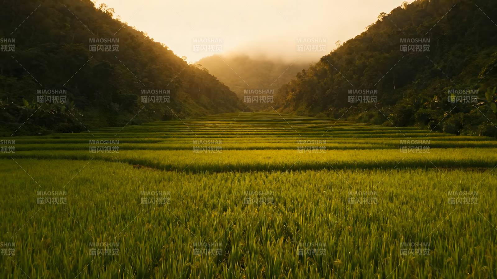 梯田晨曦图片