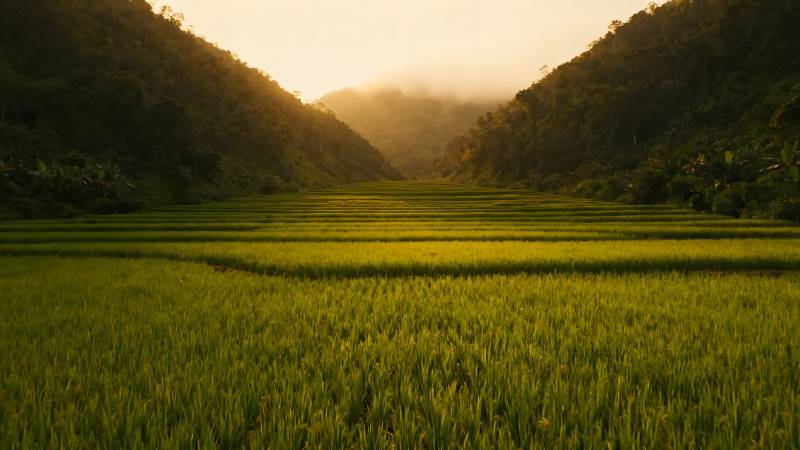 梯田晨曦图片