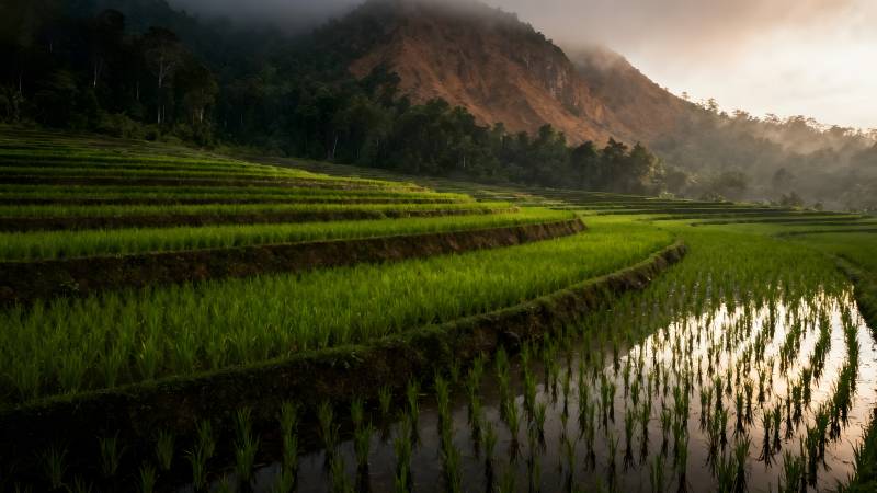 梯田晨曦图片