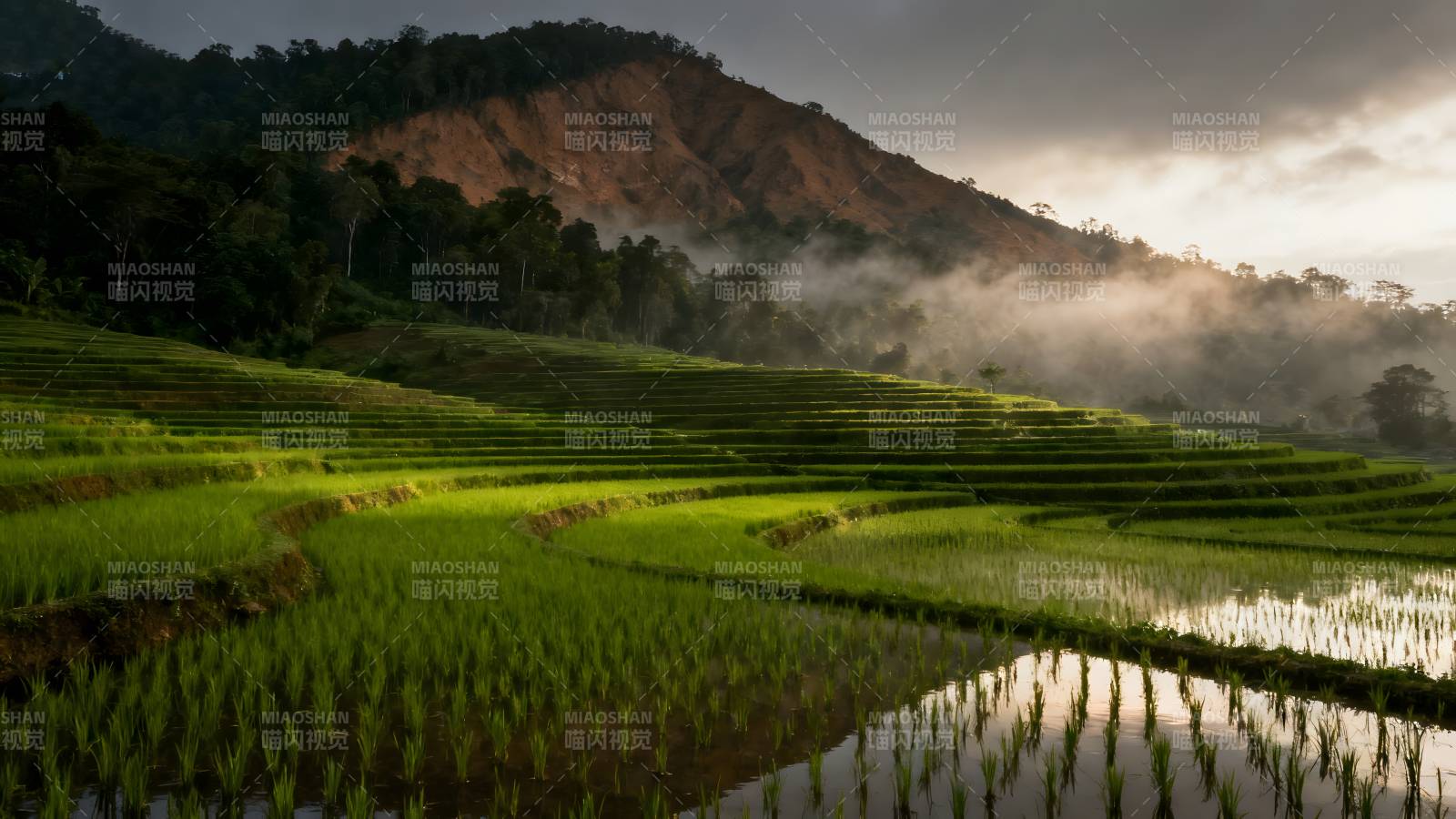 梯田晨雾图片