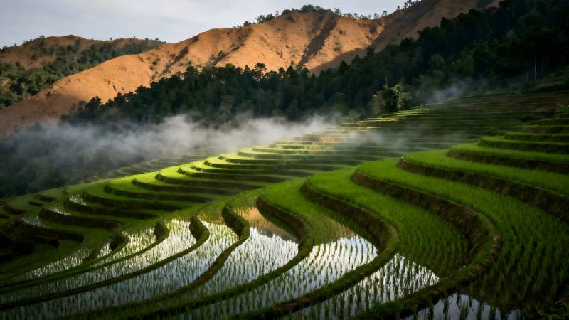 梯田晨雾图片