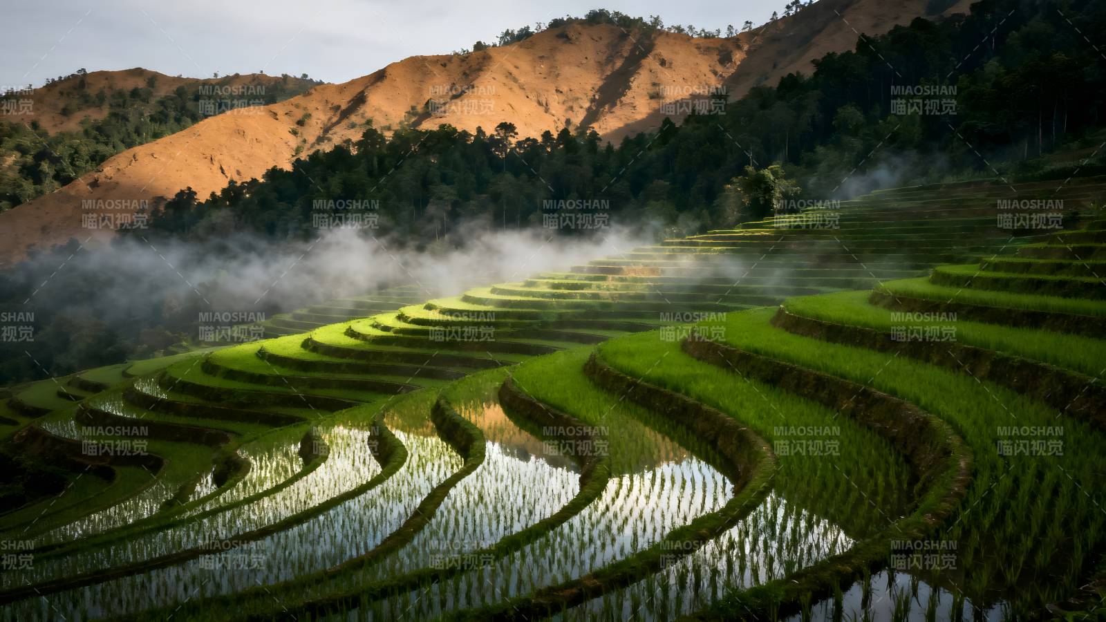 梯田晨雾图片