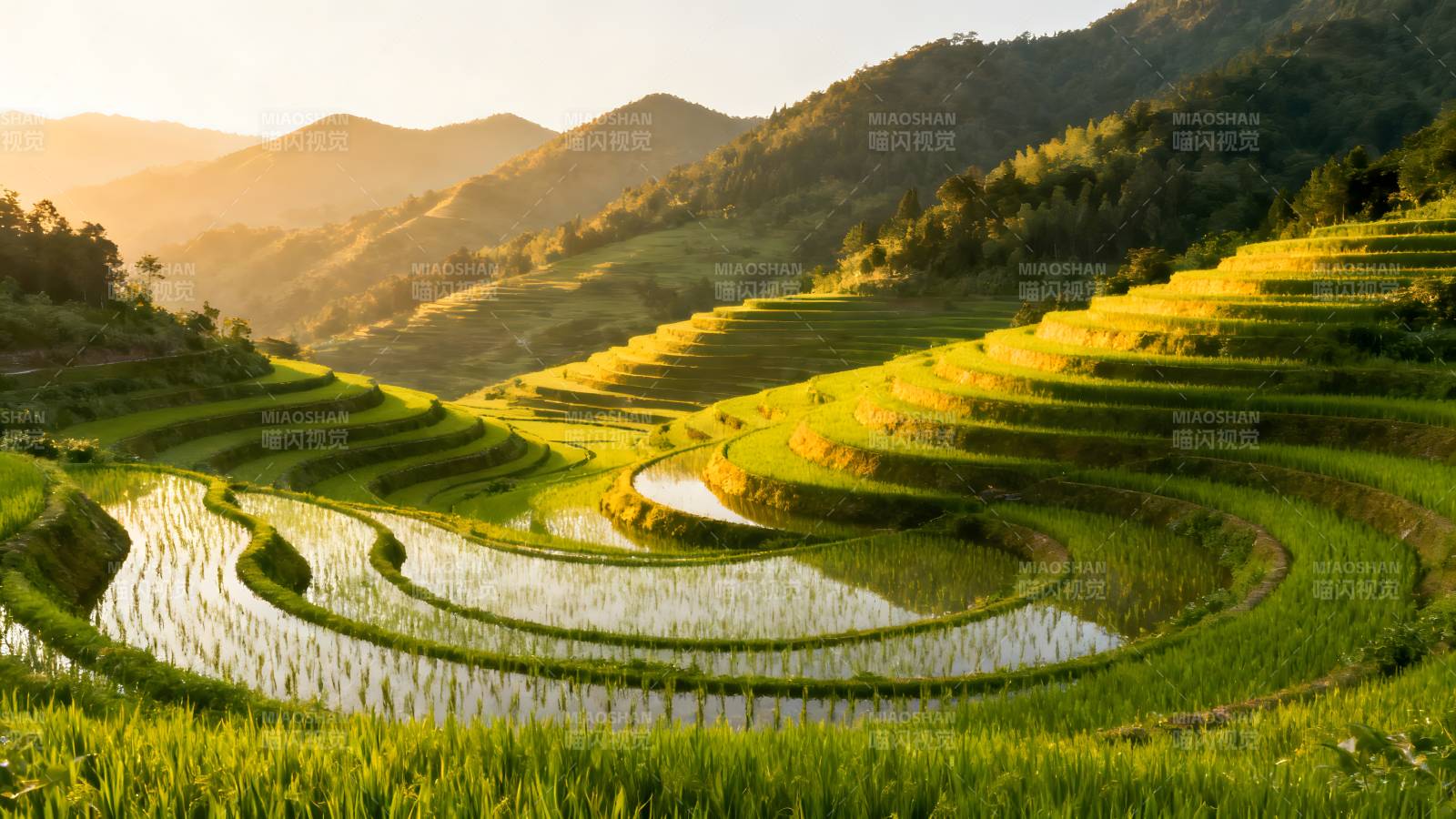 梯田晨光图片