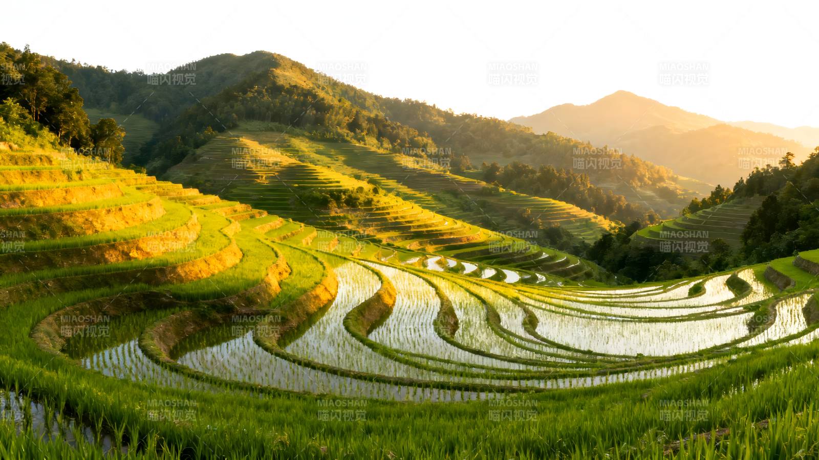 梯田晨光图片