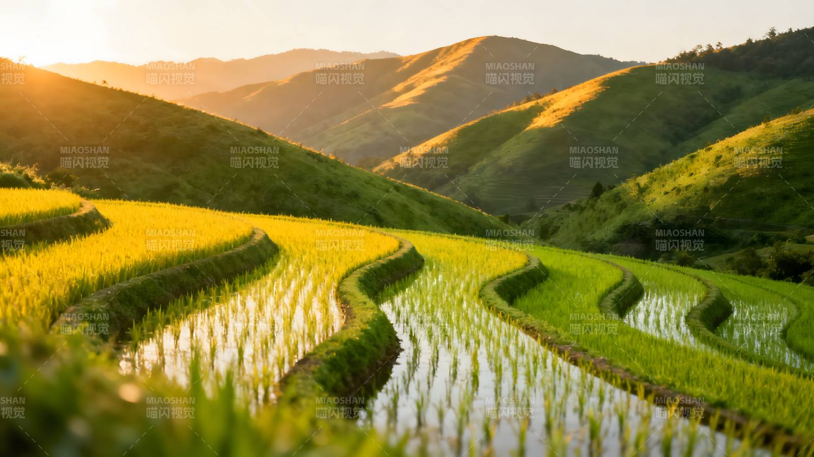 梯田晨光图片