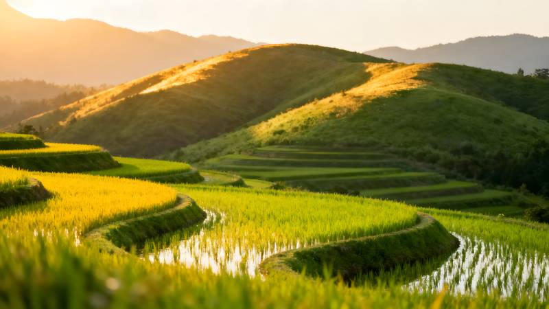 梯田晨光图片