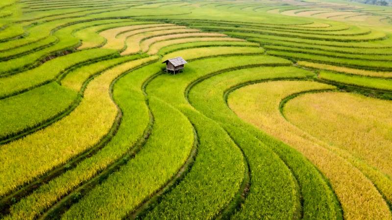 梯田上的小屋图片