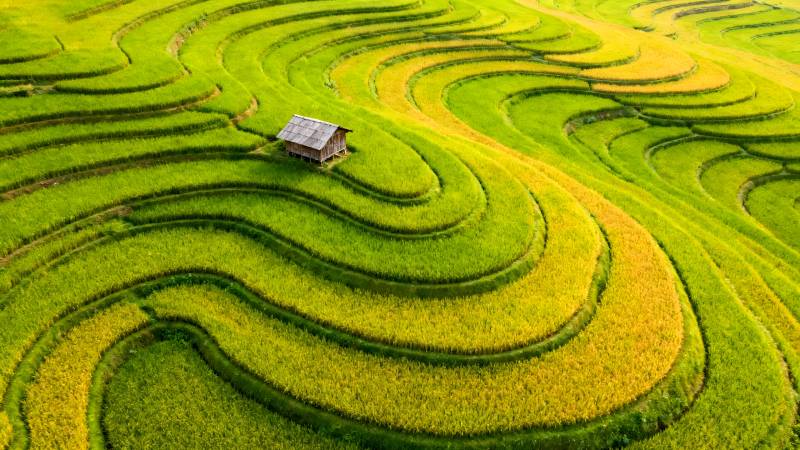 梯田如画 小屋点缀图片