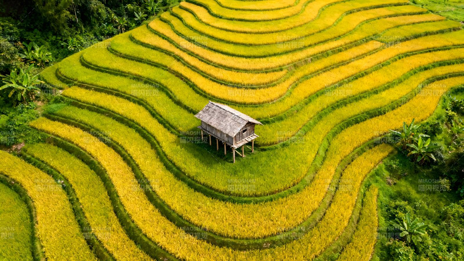梯田上的小屋图片