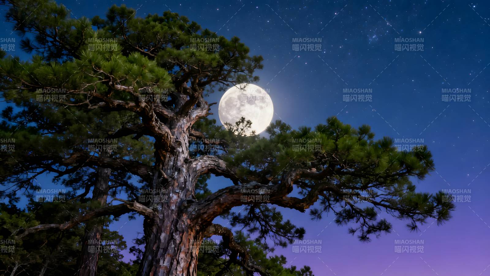 月夜松影图片