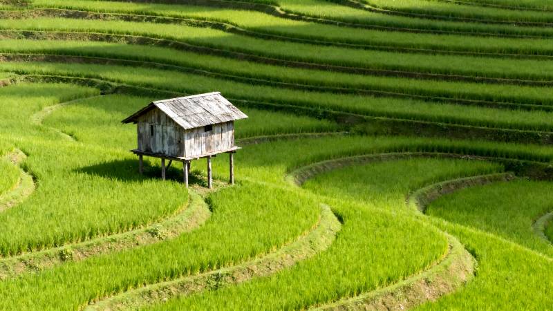 梯田上的小屋图片