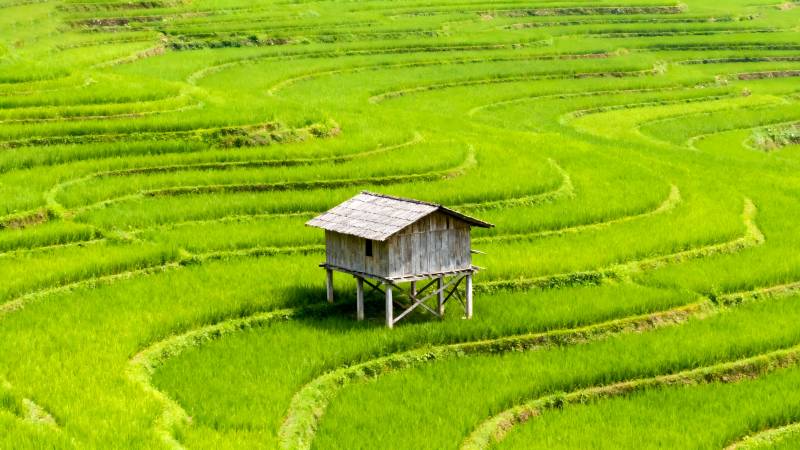 梯田中的小屋图片