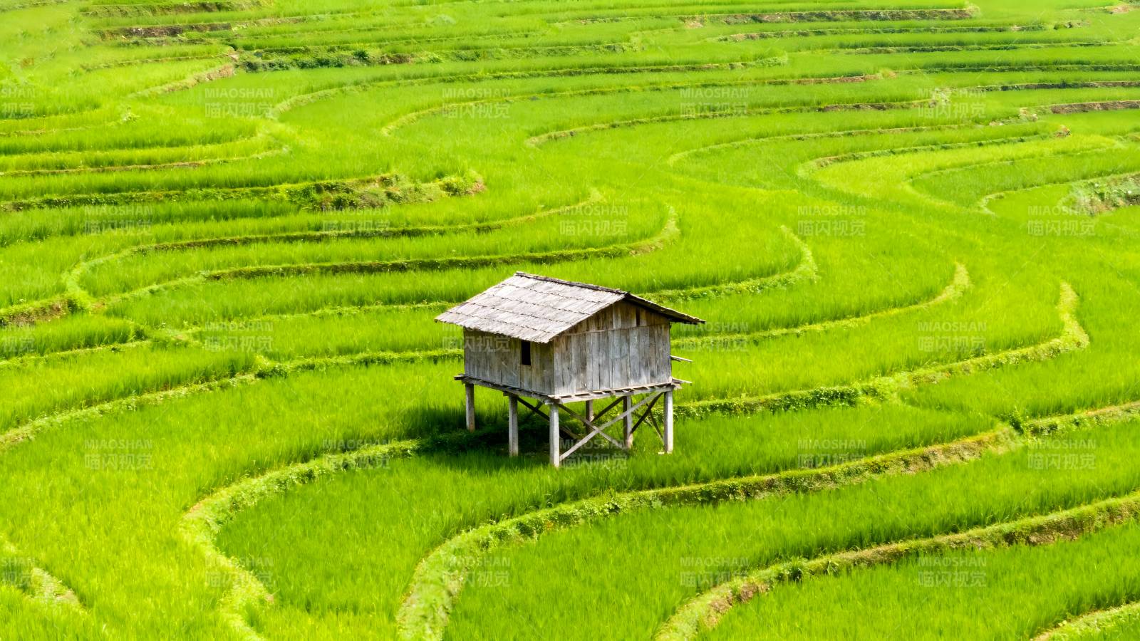 梯田中的小屋图片