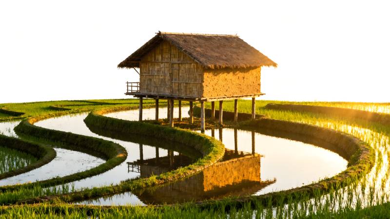 稻田中的木屋图片