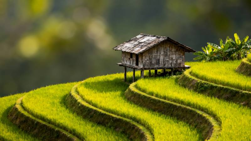 梯田上的小屋图片